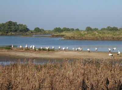 reserve_ornithologique_du_teich_hotel_arcachon.jpeg